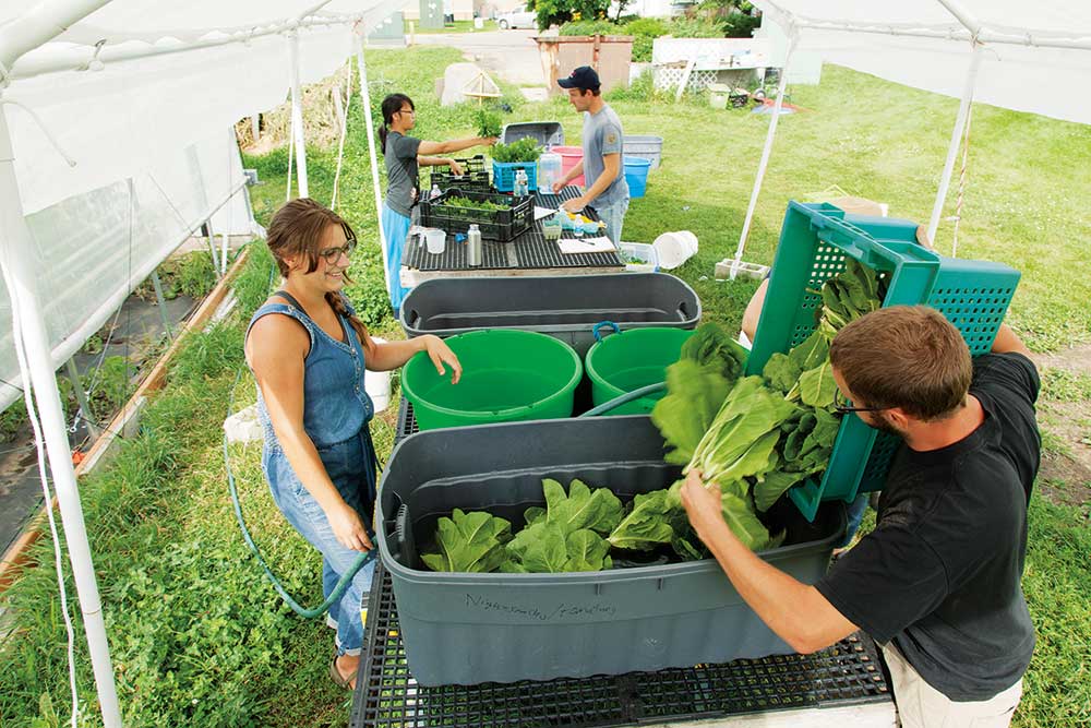 Four students harvest lettuce into large totes