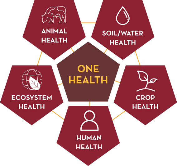 One health diagram showing: Animal health, soil/water health, crop health, human health and ecosystem health