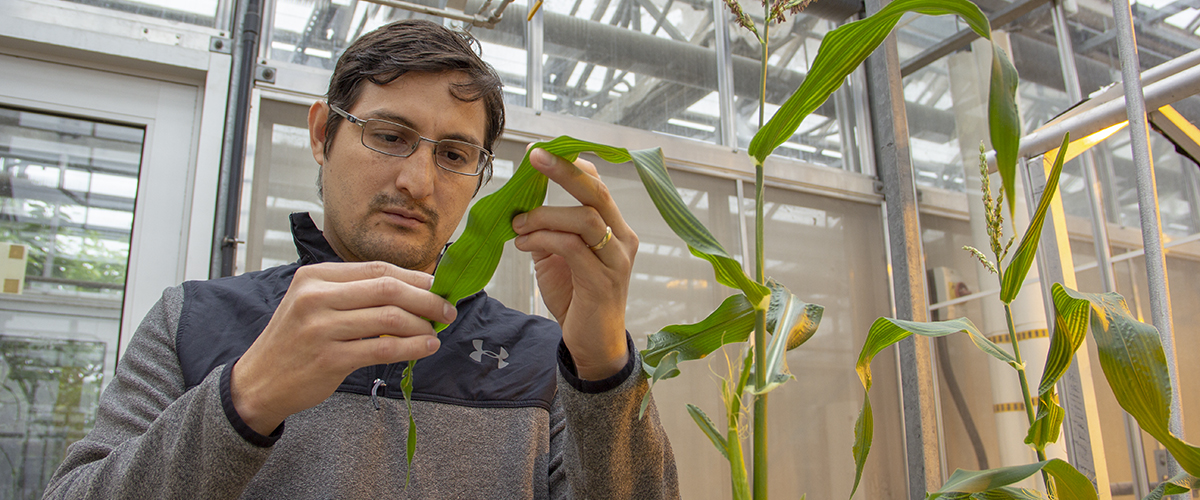 Graduate student works with plants in a campus greenhouse