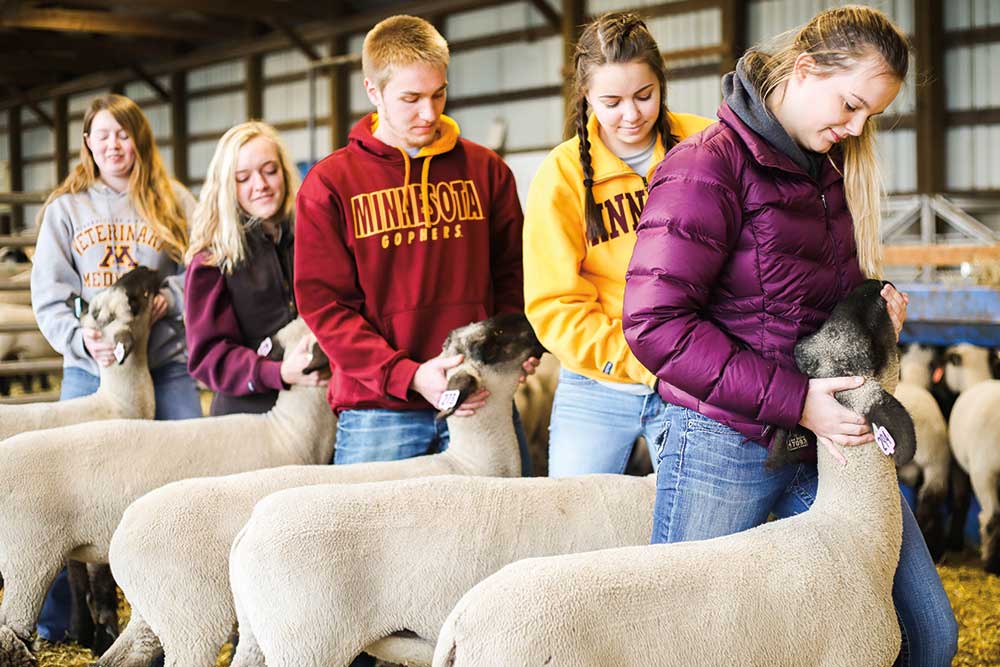 Five students show sheep in the UMN barn