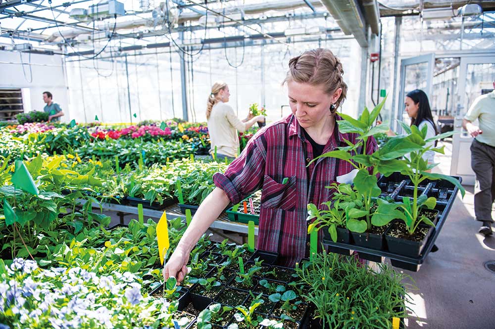 Student organizing plants in a greenhouse on campus.