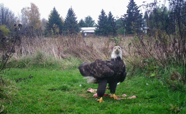 A bald eagle scavenging offal 