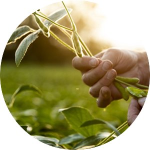 A hand holding soybean plants; photo by the United Soybean Board