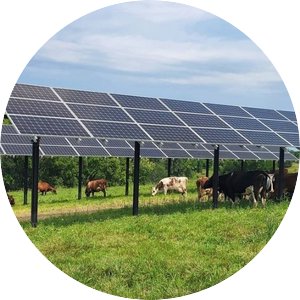 Cows in the shade of solar panels