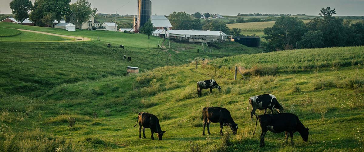 Cows grazing on a farm.