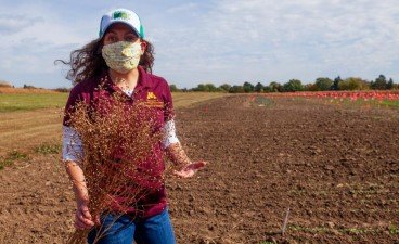 A woman in a maroon shirt, a ballcap and a mask stands in a field and holds camelina in her hands.