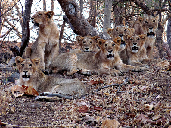 A cohort of two litters born to a pride (mothers in the background) with five juvenile males (in the foreground). Photo by Stotra Chakrabarti. 