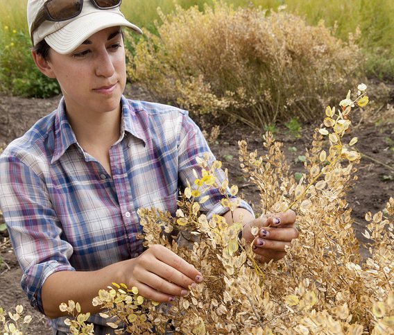 Plant breeder Kayla Altendorf assesses a plant of pennycress, a novel winter oilseed cover crop.
