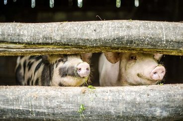 Two pigs with their noses poking out of their pen.