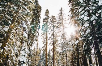 Boreal forest covered in snow.